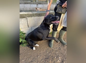 süße Yuma sucht nach ihrem Zuhause für immer