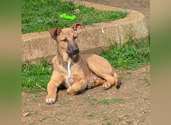 Brad auf Pflegestelle in 88273 Fronreute sucht sein Zuhause