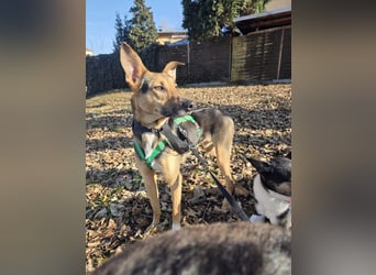 Bruce auf Pflegestelle in 01705 Freital sucht sein Zuhause für immer