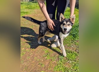 süßer Rocky sucht sein Zuhause für immer