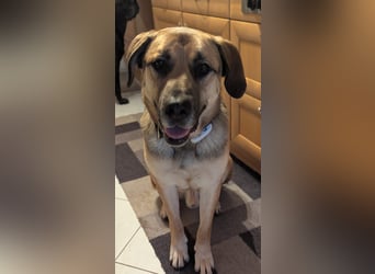 liebster Teodoro auf Pflegestelle in 72124 Pliezhausen sucht sein Zuhause