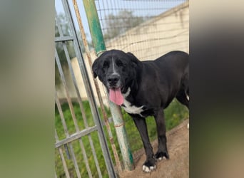 süße Yuma sucht nach ihrem Zuhause für immer