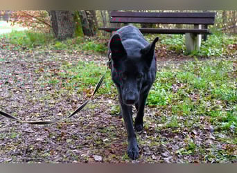 Barby auf Pflegestelle in 72488 Sigmaringen sucht ihr Zuhause