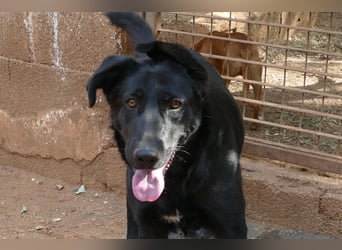 freundliche Zoe sucht ihr Zuhause für immer