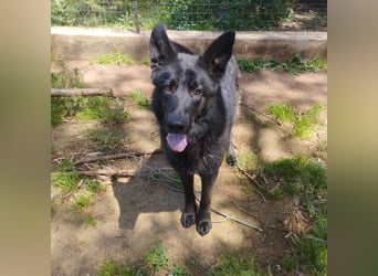 Barby auf Pflegestelle in 72488 Sigmaringen sucht ihr Zuhause