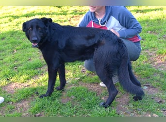 freundliche Zoe sucht ihr Zuhause für immer