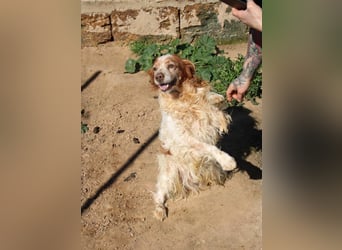 lieber Cocker sucht sein Zuhause für immer