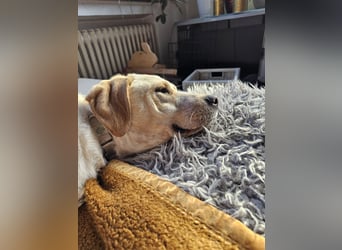 Nacho auf Pflegestelle in in 88273 Fronreute sucht sein Zuhause