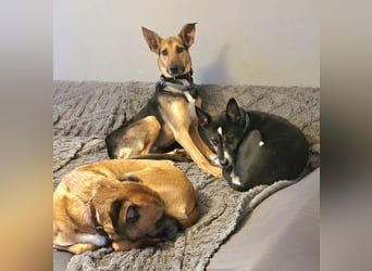 Bruce auf Pflegestelle in 01705 Freital sucht sein Zuhause für immer