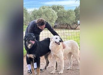 liebe Minka sucht noch ihr Zuhause