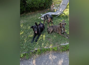süße Zoe auf Pflegestelle in 72124 Pliezhausen sucht ihr Zuhause für immer
