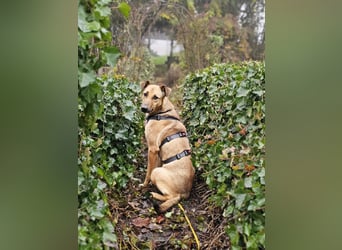 Brad auf Pflegestelle in 88273 Fronreute sucht sein Zuhause