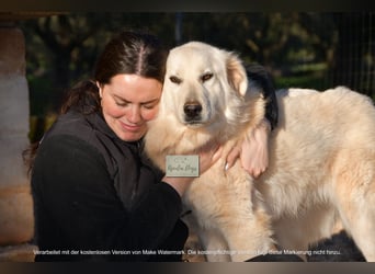 liebe Minka sucht noch ihr Zuhause