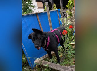 süße Zoe auf Pflegestelle in 72124 Pliezhausen sucht ihr Zuhause für immer