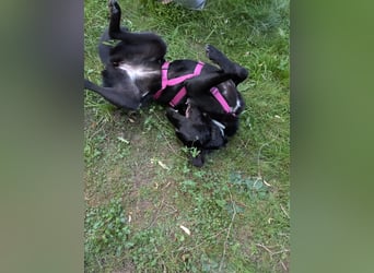 süße Zoe auf Pflegestelle in 72124 Pliezhausen sucht ihr Zuhause für immer