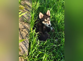 süßer Rocky sucht sein Zuhause für immer