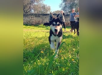 süßer Rocky sucht sein Zuhause für immer