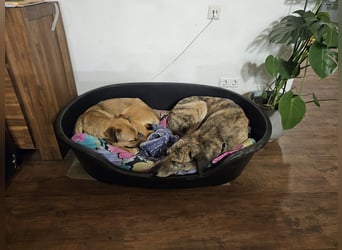 Brad auf Pflegestelle in 88273 Fronreute sucht sein Zuhause