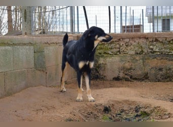 liebste Luisa sucht ihr Zuhause