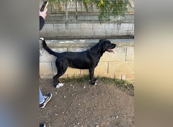 süße Yuma sucht nach ihrem Zuhause für immer
