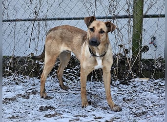 Brad auf Pflegestelle in 88273 Fronreute sucht sein Zuhause