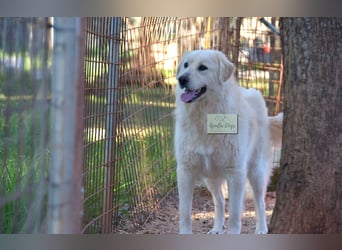 liebe Minka sucht noch ihr Zuhause