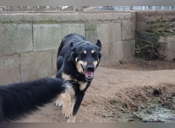 liebste Luisa sucht ihr Zuhause