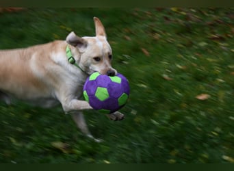 Nacho auf Pflegestelle in in 88273 Fronreute sucht sein Zuhause