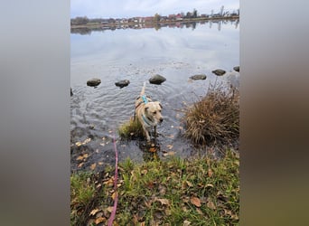 Nacho auf Pflegestelle in in 88273 Fronreute sucht sein Zuhause
