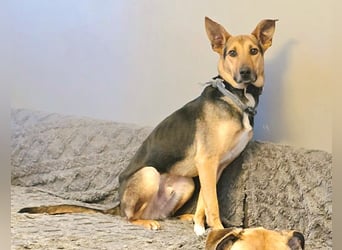 Bruce auf Pflegestelle in 01705 Freital sucht sein Zuhause für immer