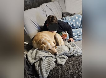 Nacho auf Pflegestelle in in 88273 Fronreute sucht sein Zuhause