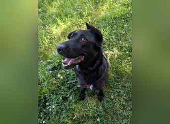 süße Zoe auf Pflegestelle in 72124 Pliezhausen sucht ihr Zuhause für immer