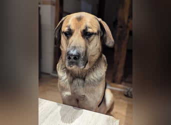 liebster Teodoro auf Pflegestelle in 72124 Pliezhausen sucht sein Zuhause