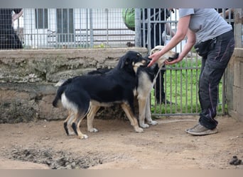 liebste Luisa sucht ihr Zuhause
