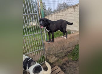 süße Yuma sucht nach ihrem Zuhause für immer