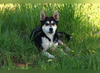 süßer Rocky sucht sein Zuhause für immer