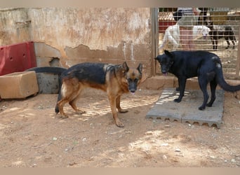 freundliche Zoe sucht ihr Zuhause für immer