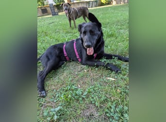 süße Zoe auf Pflegestelle in 72124 Pliezhausen sucht ihr Zuhause für immer