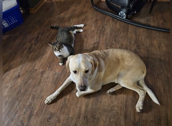 Nacho auf Pflegestelle in in 88273 Fronreute sucht sein Zuhause