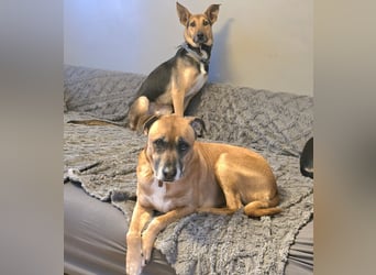 Bruce auf Pflegestelle in 01705 Freital sucht sein Zuhause für immer