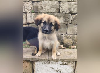 süßer Kalle sucht sein Zuhause