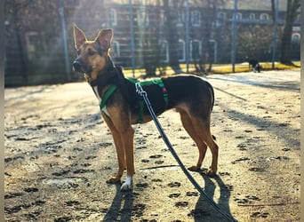 Bruce auf Pflegestelle in 01705 Freital sucht sein Zuhause für immer