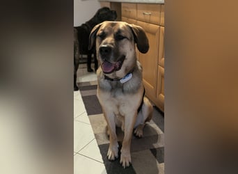 liebster Teodoro auf Pflegestelle in 72124 Pliezhausen sucht sein Zuhause