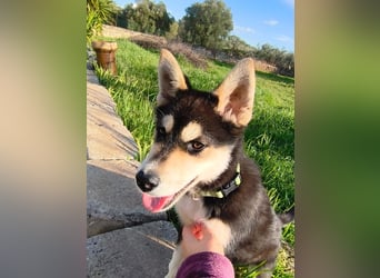 süßer Rocky sucht sein Zuhause für immer