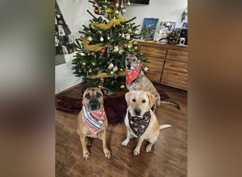 Nacho auf Pflegestelle in in 88273 Fronreute sucht sein Zuhause