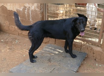 freundliche Zoe sucht ihr Zuhause für immer