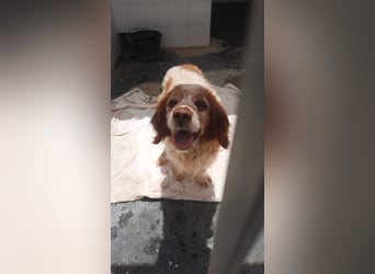 lieber Cocker sucht sein Zuhause für immer