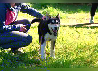 süßer Rocky sucht sein Zuhause für immer