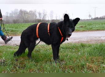 Barby auf Pflegestelle in 72488 Sigmaringen sucht ihr Zuhause