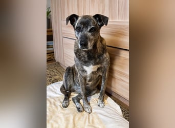 Maya wartet in 88410 Bad Wurzach auf Pflegestelle auf ihr Zuhause
